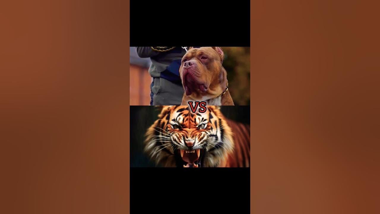 pitbull vs tiger, neapolitan mastiff, tibetan mastiff,presa canario