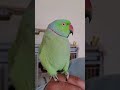 Indian Ringneck parrot talking Kiwi