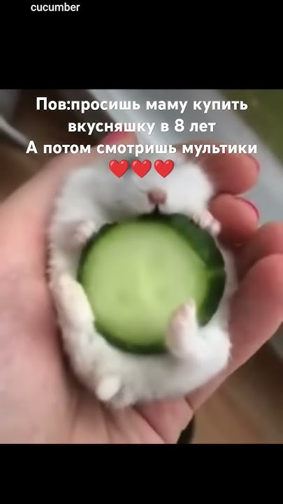 милашка хомяк 🐹 - YouTube