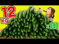 【大食い】きゅうり100本[12kg]を野菜スティック 梅きゅうナムル ツナマヨ 明太マヨ 棒棒鶏 もろQ ポタージュにして食べ尽くす!![SHINGHA beer][7000kcal]【木下ゆうか】