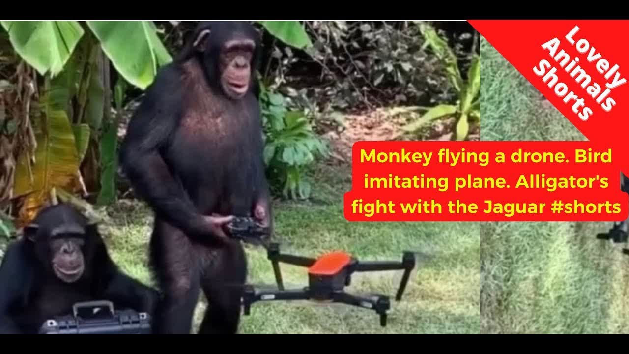 Monkey flying a drone  Bird imitating plane  Alligator's fight with the Jaguar 