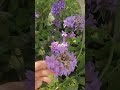 Колокольчик скученный (Campanula glomerata) - лёгкий в уходе многолетний цветок