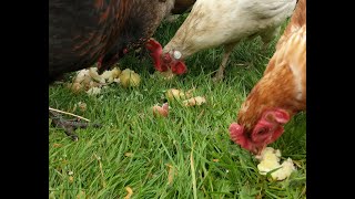 Can chickens eat potato, sweet potato and yams