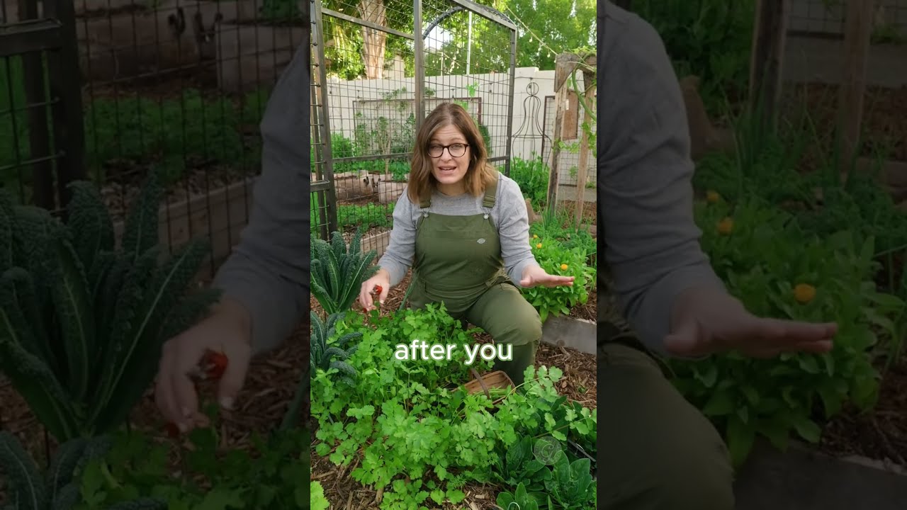 How To Harvest Cilantro Harvesting