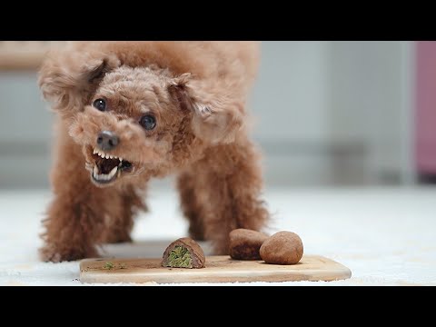 두바이 쫀득한 강아지