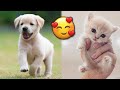 The cutest and funniest pets 10   incredibly fun animals   joyspets