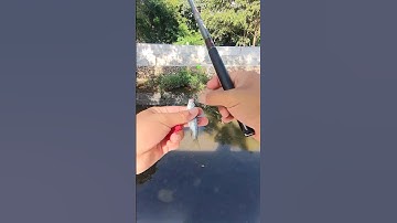 Câu cá tự nhiên có gì #cauca #fishing #caucathugian #fish #câucá #fishinglife