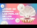 ¿Cómo se forman las perlas en las ostras?