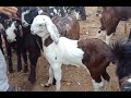 Rajasthan Bakra Mandi tonk goat market live updet cover with price 6 February 2020