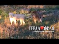 ❤️Лев ФИЛЯ уже взрослый...ГЕРДА не устояла.Тайган. Life of lions.Taigan.