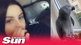 Cheeky Scots parrot calls neighbour ‘b*****d’ & tells owner ‘get that t**ty out’ in hilarious clips