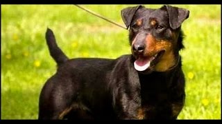 Terrier alemán (Jagd Terrier)  Raza de Perro