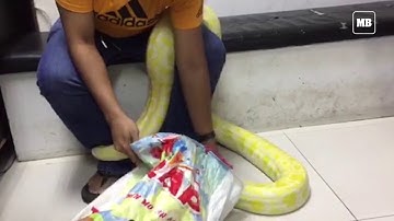 A 7-foot long Albino Burmese Python was found by residents of Kalayaan B, Quezon City