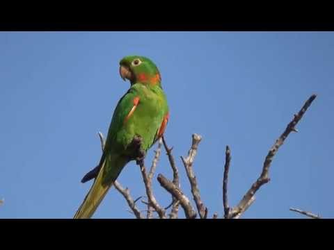 WHITE-EYED PARAKEET (PSITTACARA LEUCOPHTHALMUS) PERIQUITÃO MARACANÃ, ARATINGA-DE-BANDO.