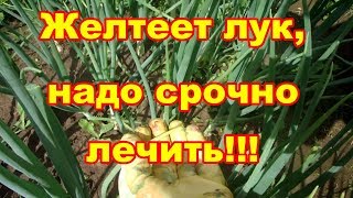 Убойное средство от пероноспороза на луке!