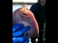 Sting Ray ticklish