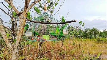 Serindit Gengster Lama Tidak Turun Padang | Spot Serindit Keras Kepala
