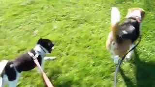 Saturday Morning Dog Jog With Diesel & Bailey