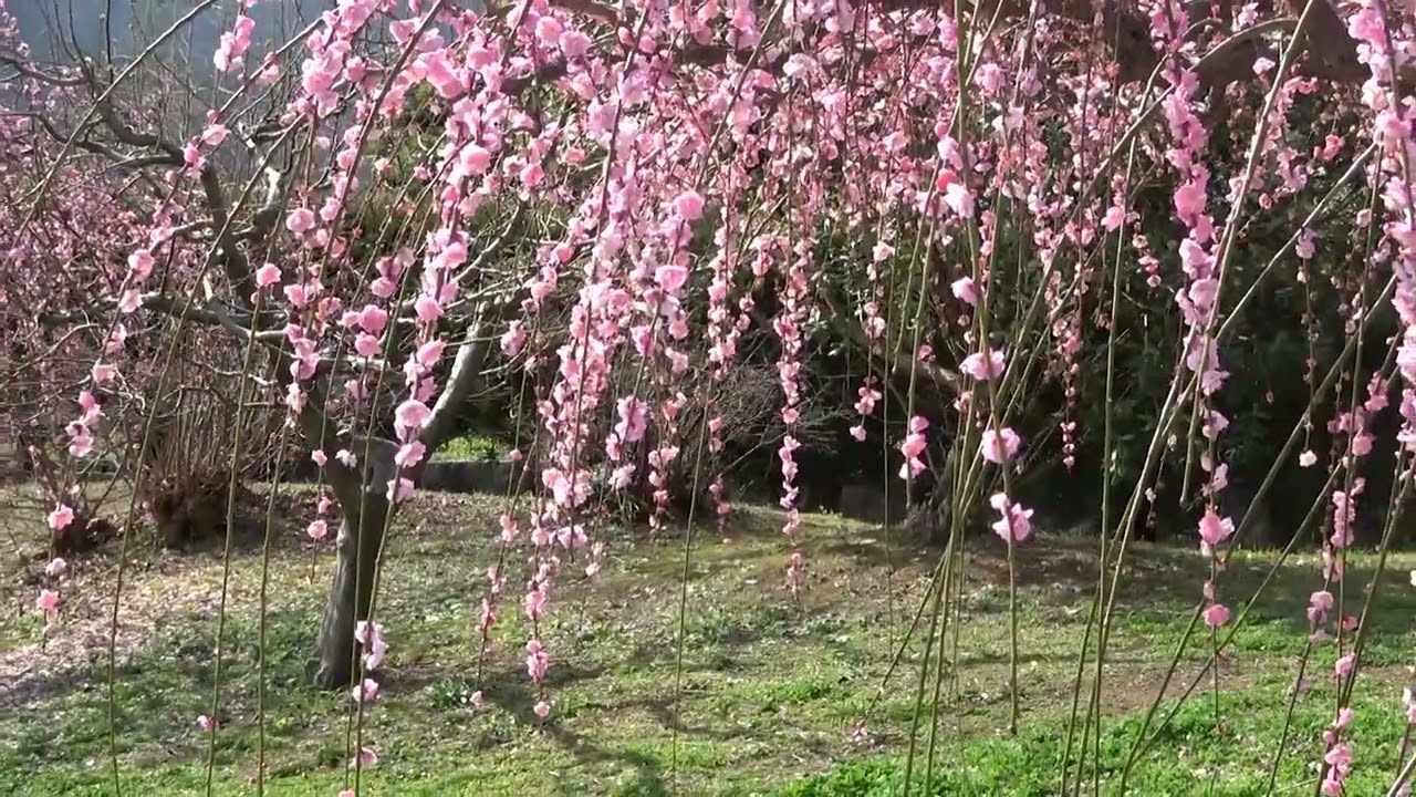 ワイエムエス　フレンドリー　花畑園芸公園のしだれ梅（福岡市）　2026/02/26
