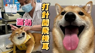 天使柴看醫生超乖！開飛機耳乖乖等打針😇｜寵物動物｜柴犬｜精選影片