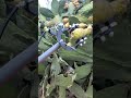 أفضل طريقة لجني او قطف الصبار البرشومي التين الشوكي اختراع سهل 
