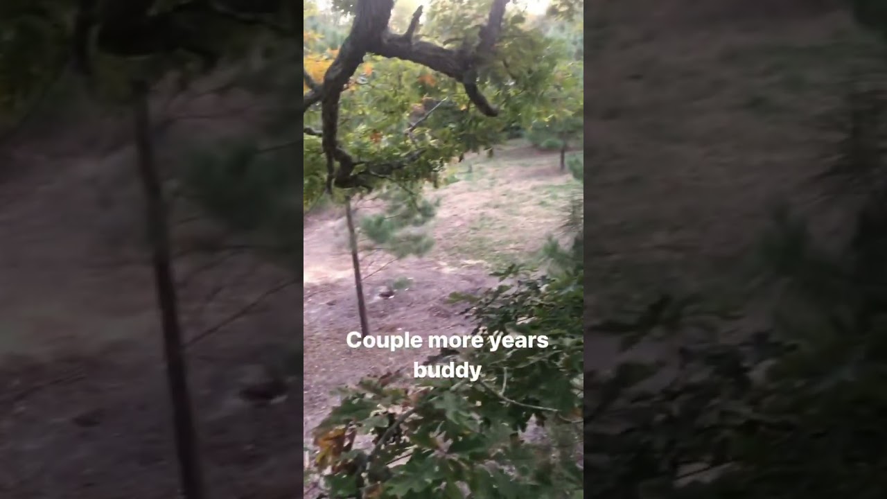 First buck of the year is a button buck 