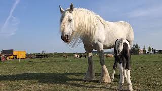 Download Lagu Demi in actie MP3