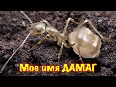 Видео: The Ants. Лептомирмекс Буруэлли