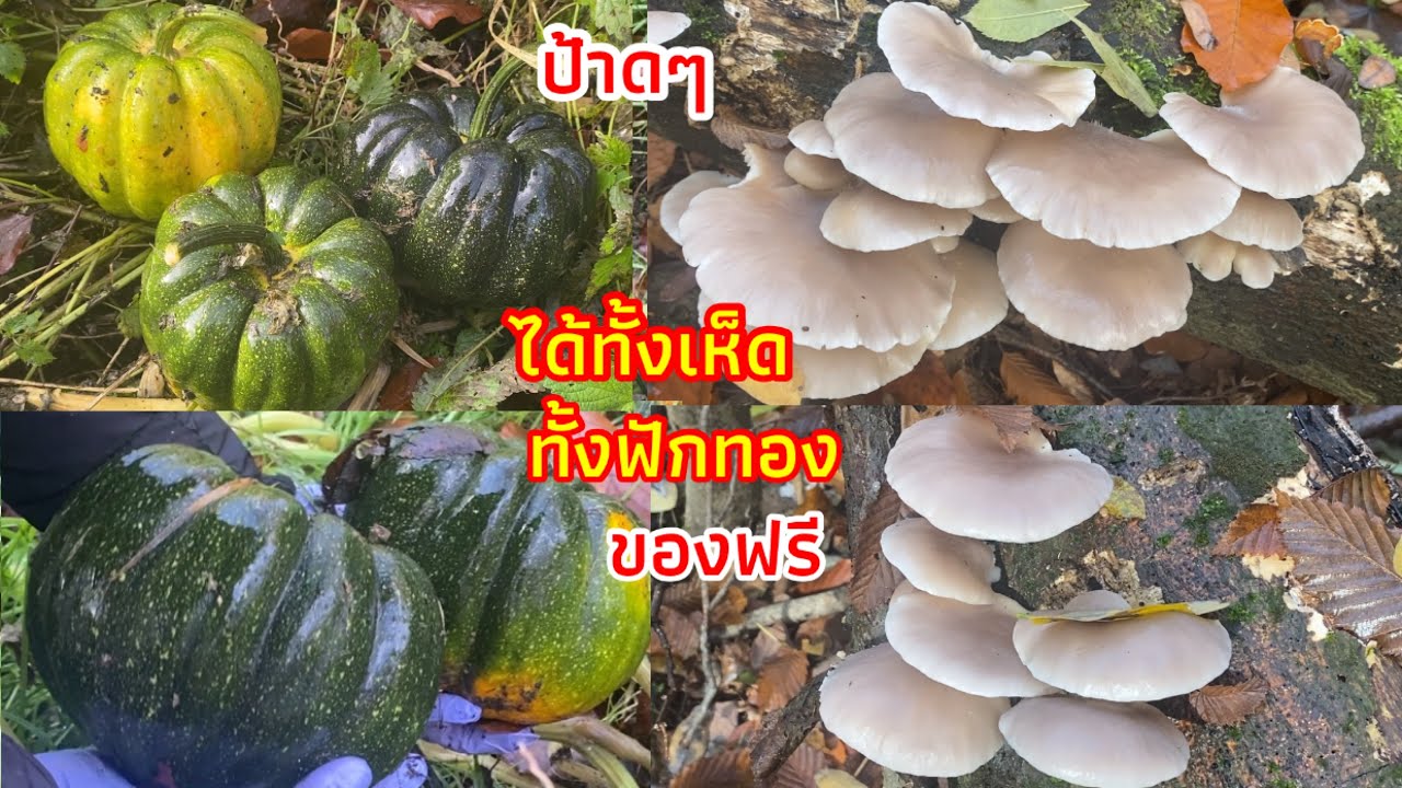 ป้าดๆของฟรีมีจริงมาเก็บเห็ดแต่มาเจอฟักทองดกๆลูกสวยๆได้ทั้งผักกาดหนามงามๆ