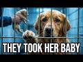 Golden Retriever Puppies Taken Away | Heartbreaking Mother Dog Story