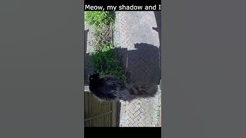 Meow, my shadow and I 🐈‍⬛ - Mr. Darcy, tuxedo cat #Shorts