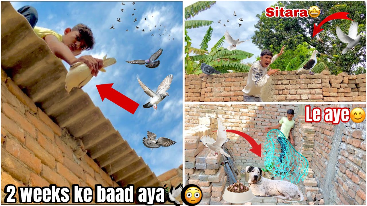 2 weeks ke baad 😳 sitara kabutar 🕊️wapas aya😍 !! Bully (aggressive 🤬) dog 🐕 pakda🤔 #pets #vlog