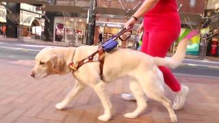 A Friend in Sight (Guide Dog Documentary)