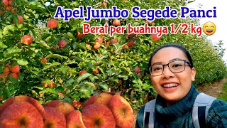 HARVESTING APPLE IN FARM | PANEN APEL MERAH HANYA YANG SUPER JUMBO DI BELGIA