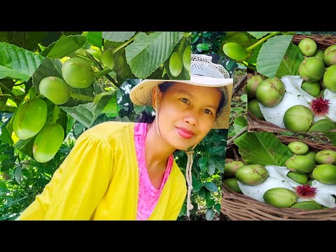 Video: Paano Gumawa Ng Pomegranate Goulash