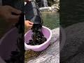 New method of catching Snakehead!! Snakehead fishing, fish trap snakehead #fishing #snakeheadfish