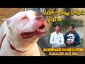 Pakistani Dogs Lovers American Bully American Pit Bull Terrier German Shepherd and Puppies