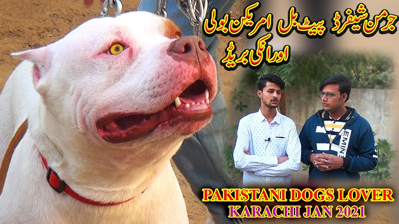 Pakistani pitbull