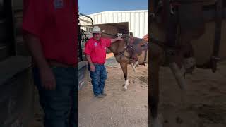 The Horse Trader