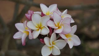 How to grow Champa/Plumeria plant from cutting