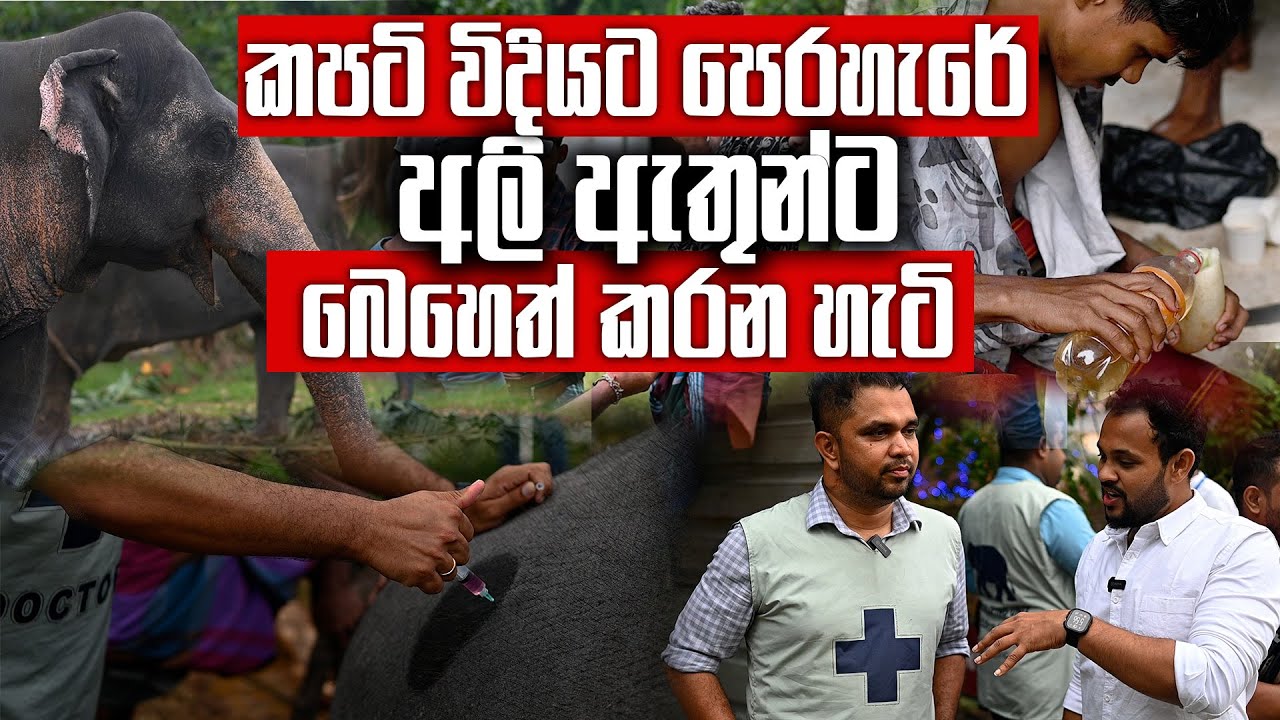 ඉංග්‍රීසි - සිංහල බෙහෙත් දීලා අලි ඇතුන් සනීප කරන කපටි විදිය | Pet Talk