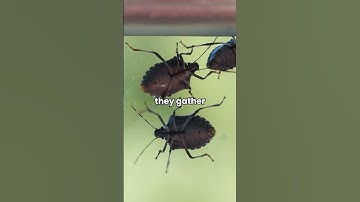 Stink Bug Season #shorts