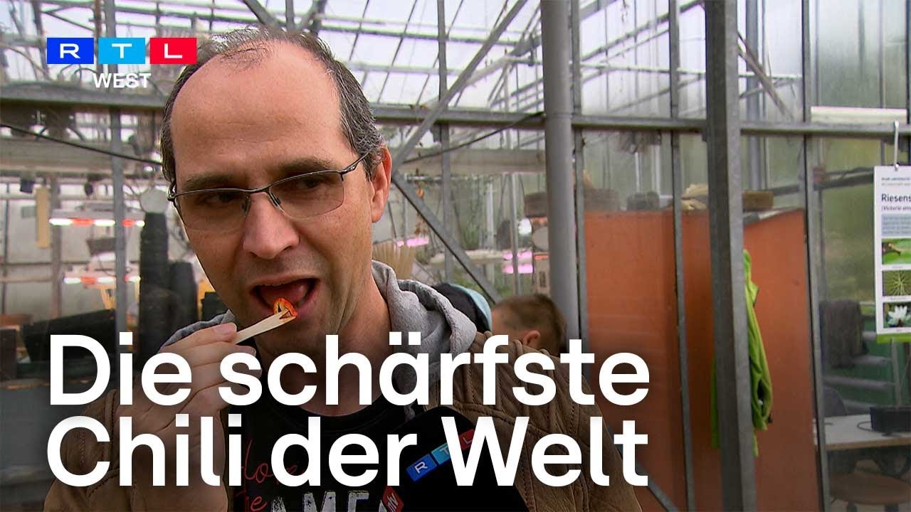 Die schärfste Chili der Welt – Besucher dürfen in Bochum ihren Mut testen | RTL WEST