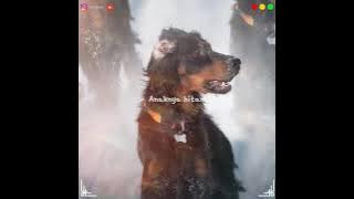 Anjing Hitam | Iwan Fals | PMV