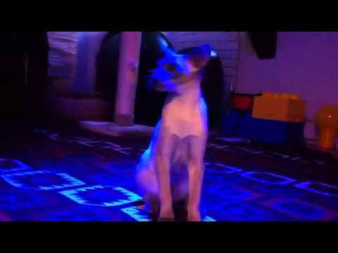 Blue Bat jumping