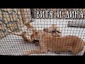 Ленивый лев ВИТЯ и ласковая ДИНА. "ИшачОк"  Life of #lions​ #animals