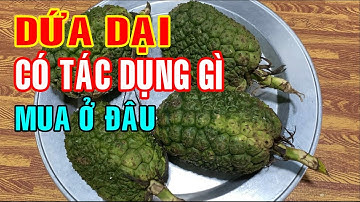 Dứa dại - Dứa dại có tác dụng gì - Mua dứa dại ở đâu