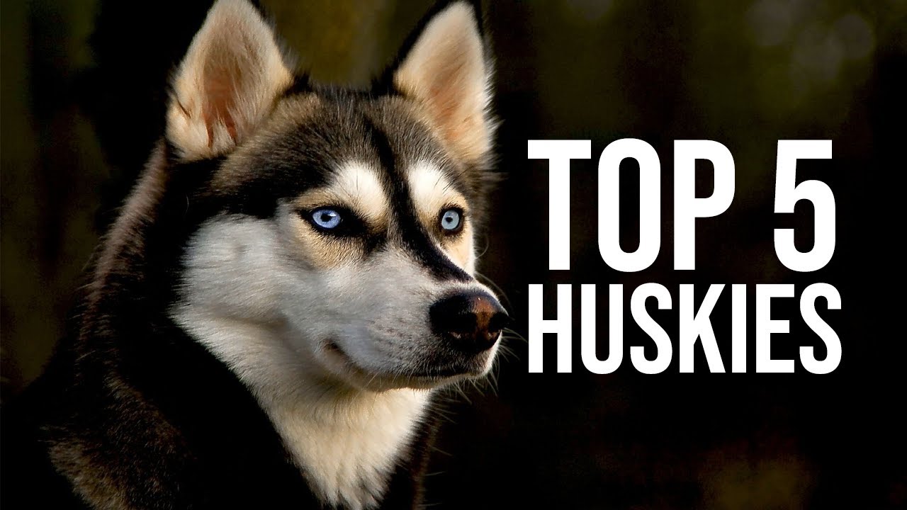 Top Five Most Famous Huskies in the World YouTube