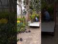 All Forest Plants, hybrids Fruits plants & Flowers plants mileaga wholesale price me #bjbnursery