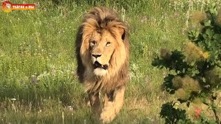 Как Гек своей львице цветы подарил ))) Тайган. As Gek gave flowers to his lioness))) Taigan.